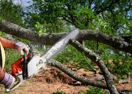 Best Seasonal Cleanup (Spring/Fall)  in Ome, GA